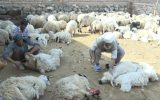 ۱۰ درصد پشم عشایر کشور در ایلام تولید می شود