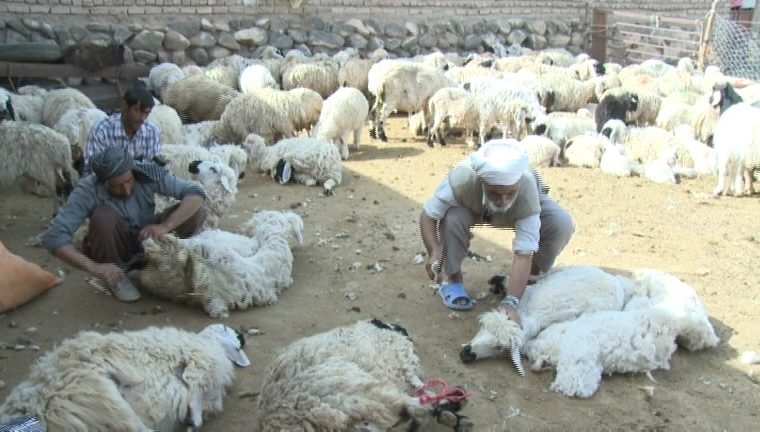 ۱۰ درصد پشم عشایر کشور در ایلام تولید می شود