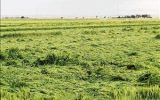 سیلاب به بیش از ۱۱ هزار هکتار زمین کشاورزی در دهلران خسارت زد